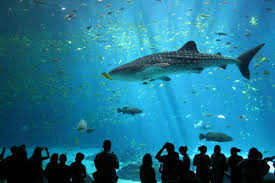Aquarium du Croisic - A découvrir à Penestin et ses Alentours - Camping le  kerfalher