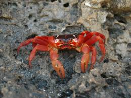 It is a beautiful island covered in mountainous rain forests and full of beautiful greenery, consisting of mostly limestone and volcanic rock. Christmas Island Red Crab Facts