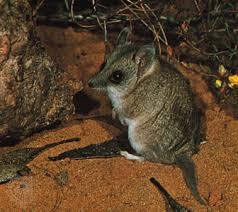 Dunnart Marsupial Britannica