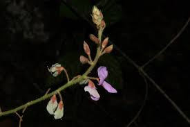 Image result for Desmodium uncinatum