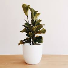 Bambino Fiddle Leaf Fig Fiddle Leaf Fig Feng Shui Ficus Lyrata