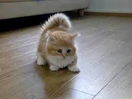 Can I Have One It S Called A Munchkin Cat Guzel Kediler Hayvan Hayvanlar