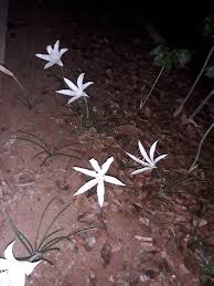 Image result for Multidentia concrescens