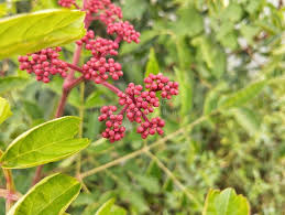 Image result for Leea guineensis