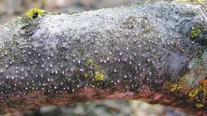 Image result for Pycnospora