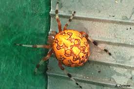 Most nocturnal orb weavers are brown or gray in color while diurnal species are usually bright yellow or orange with their trademark black markings. A Beautiful Spider Marbled Orb Weaver I Araneus Marmoreus I Bug Of The Week