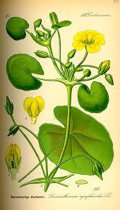 Image result for Nymphoides brevipedicellata