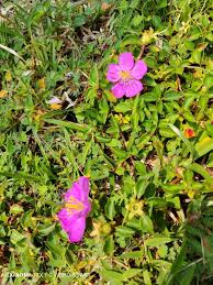 Image result for Heterotis rotundifolia