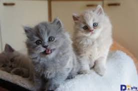 images?q=tbn:ANd9GcS4rosccaikWCBAVFljtou