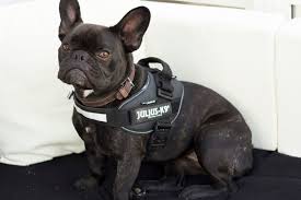 All products from french bulldog las vegas category are shipped worldwide with no additional fees. French Bulldog Julius K9 Harness Size Mini Mini Las Vegas K9 Inc