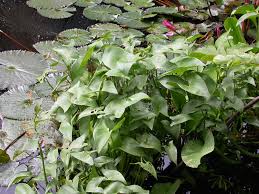 Image result for Monochoria africana