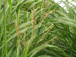 Planta Toxica Sorghum Halepense Sorgo Johnson Grass Toxic Plant Plant Leaves Plants Tree