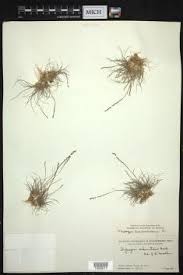 Image result for Tripogon minimus