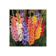 You'll receive email and feed alerts when new items arrive. Buy Made And Shipped In Usa Large Bulbs 2 Fresh New 2018 Giant Flowering Mixed Colors Gladiolus Bulbs Plants Flowers Flowering Perennials Sword Lily Gladioli Seedsbulbsplants More Online In Nigeria B078hg99jf