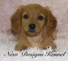 The original gfp puppy finder. Miniature Dachshund Puppy For Sale Adoption Rescue For Sale In Rockwell City Iowa Classified Americanlisted Com