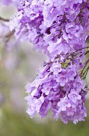 Si tratta di un fiore colorato, delicato e bello da vedere. Jacaranda Wikipedia