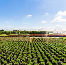 Griffin is one of the premier horticultural distributors in the united states, with an outstanding reputation for quality products and superior customer . Wholesale Nursery And Commercial Suppliers In Horticulture Johnsons Of Whixley Johnsons Of Whixley