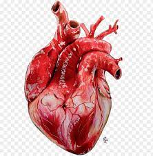We did not find results for: Heart Realistic Drawing Realistic Heart Png Image With Transparent Background Toppng
