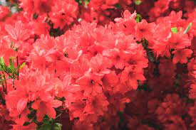 There are many wonderful perennial plants that can be labeled low maintenance. 10 Best Low Maintenance Bushes And Shrubs Easy Garden Plant Ideas