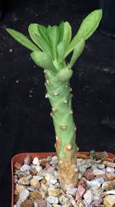 Image result for Monadenium