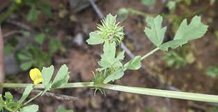 Image result for Medicago laciniata
