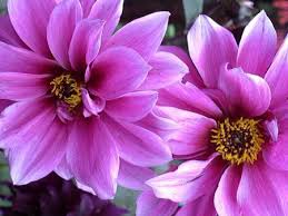Before i knew it i had a list of 30 stunning options with photos. Purple Flower If You Know The Name Let Me Know Purple Flowers White Flowers Names Beautiful Flowers