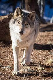 Appeal For Understanding Alaskan Animal Wolf Pictures Animals Wild