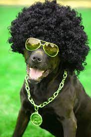 funny images for dog hd download best funny images funny photoshop very funny images
