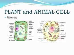 We have been studying that cells are the basic units of all life processes, for simple microbes, as well as for complex categories of. Animal And Plant Cells Cells The Building Blocks Of All Living Things Only Visible With A Microscope Ppt Video Online Download