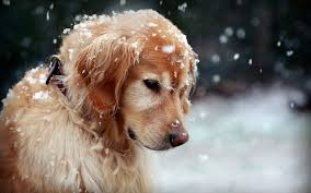 snow baby ev kopekleri kopek golden retriever