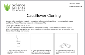 Saps Cauliflower Cloning Illustrated Worksheet Pdf Your Teacher Guidance How To Remove