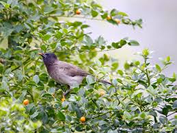 Image result for Cassinopsis