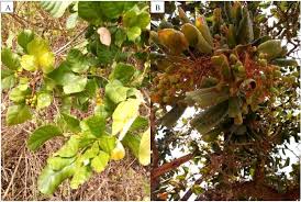 Image result for Searsia longipes