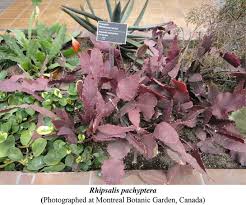 Image result for Menodora africana