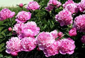 Húsos, répaszerű gyökere csak jó minőségű földben fejlődik igazán. Peony Punkosdi Rozsa Hungarian Flowers Peonies Flower Fashion