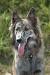 Medium Haired German Shepherd
