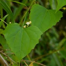 Image result for Zehneria scabra