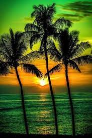 Check spelling or type a new query. 220 Palm Tree Ideas Palm Trees Palm Beautiful Beaches