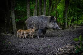 Wildunfalle So Gefahrlich Sind Wildschweine