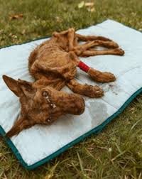 Animals - Trapped, starving, and forgotten… She can't stand ...