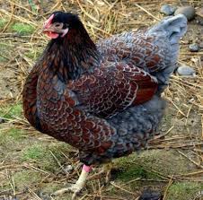 Can wyandotte chickens tolerate heat? Die 31 Besten Ideen Zu Wyandotte Huhner Huhner Rassen Huhnerrassen