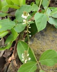 Image result for Neonotonia wightii