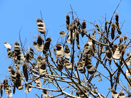 Image result for Centrolobium robustum