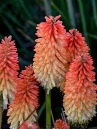 Image result for Kniphofia princeae