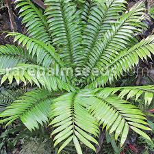 Image result for Zamia