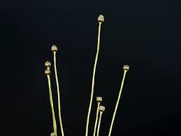 Image result for Eriocaulon bongense