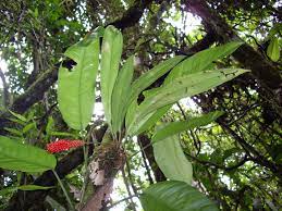 Pin On South Of Iquitos Peruvian Amazon Basin