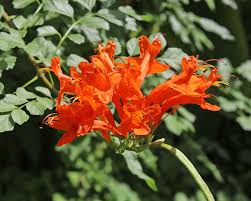 Image result for Tecomaria nyassae