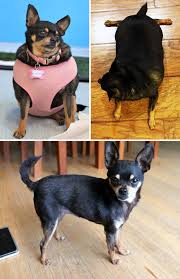Image result for chihuahua big obesity