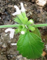 Image result for Leucas